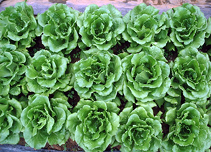 萵苣新品種「桃園1號」及「桃園2號」