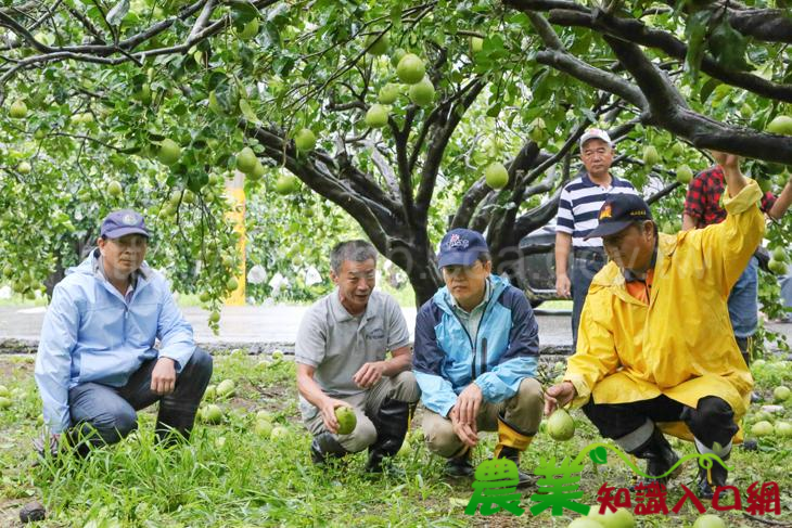 麥德姆颱風過後，臺東區農業改良場呼籲農友加強農作物復育措施