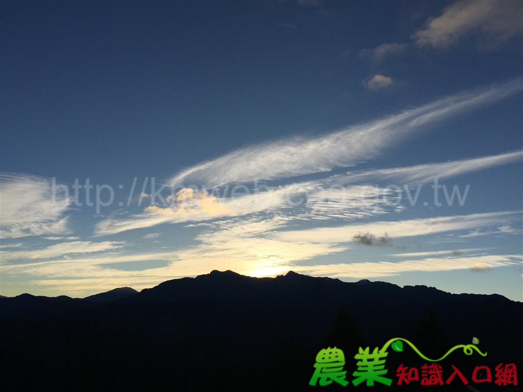 阿里山森林浴 森林療癒初登場