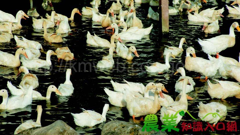 三個願望˙一次滿足