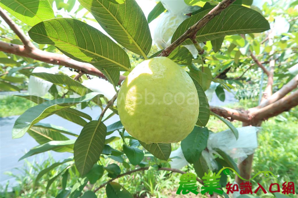 宜蘭特有甜心、紅心芭樂軟嫩香甜　新鮮上市