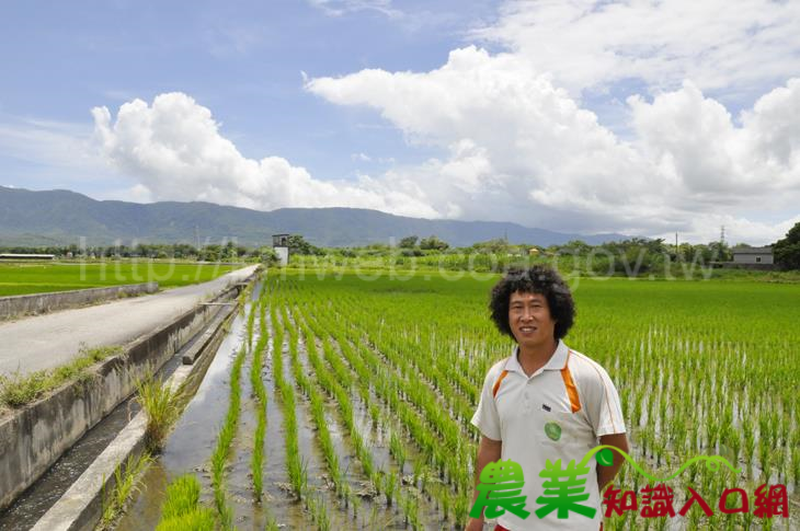 池上青農夢想田地-食在有機米