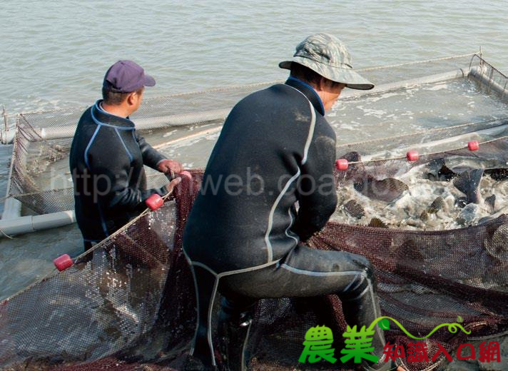 人人為師 利益共創　高雄市永安區　石斑魚產銷班第8 班