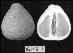 豐年--文旦合理化施肥