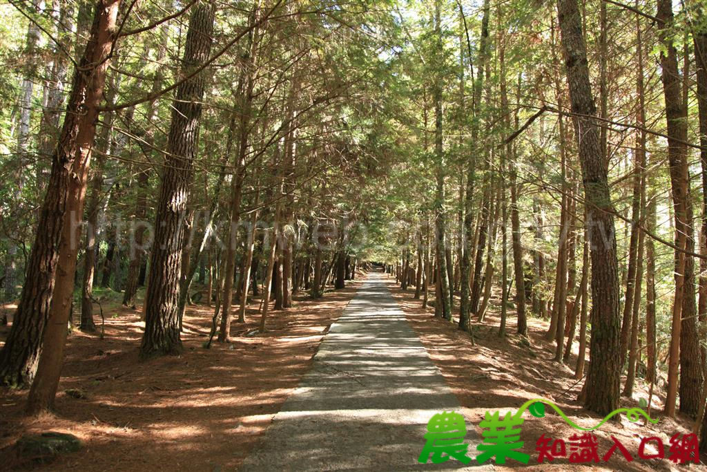 武陵地區聯合淨山　攜手護地球～