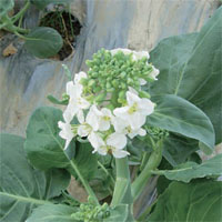 芥藍耐熱早生品種之選育