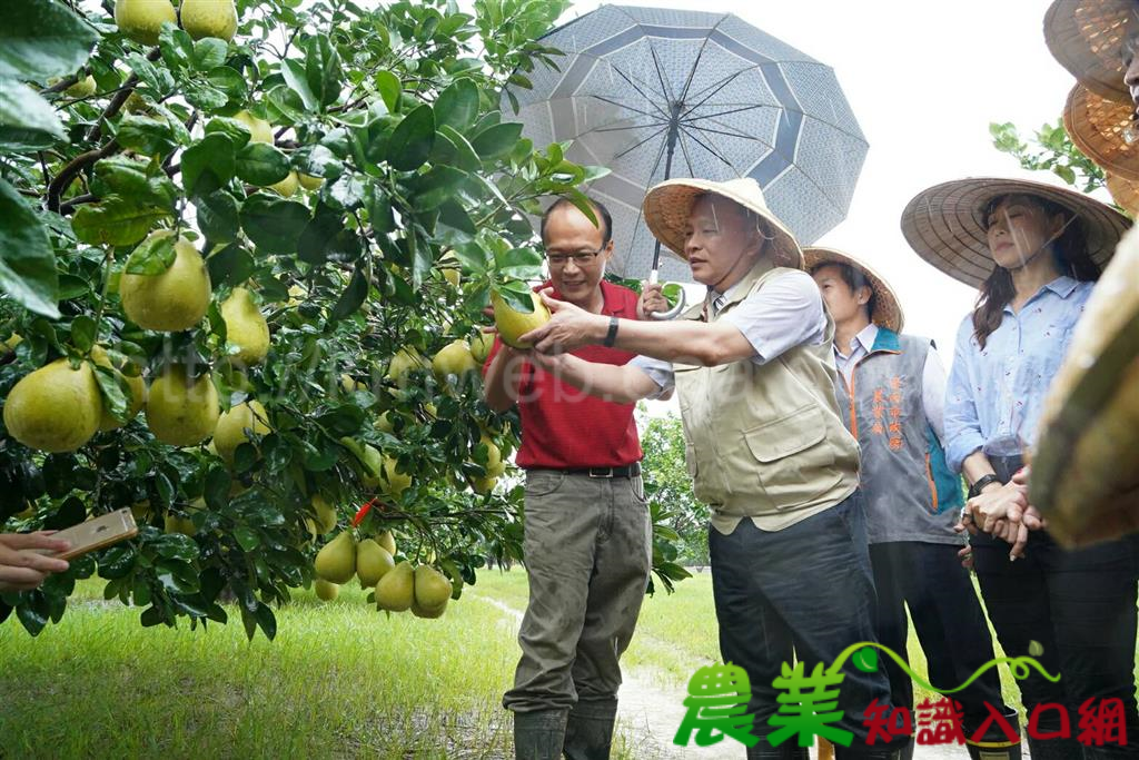 農委會林主任委員關心麻豆文旦產銷及農業災損並赴災區致贈國軍加菜金