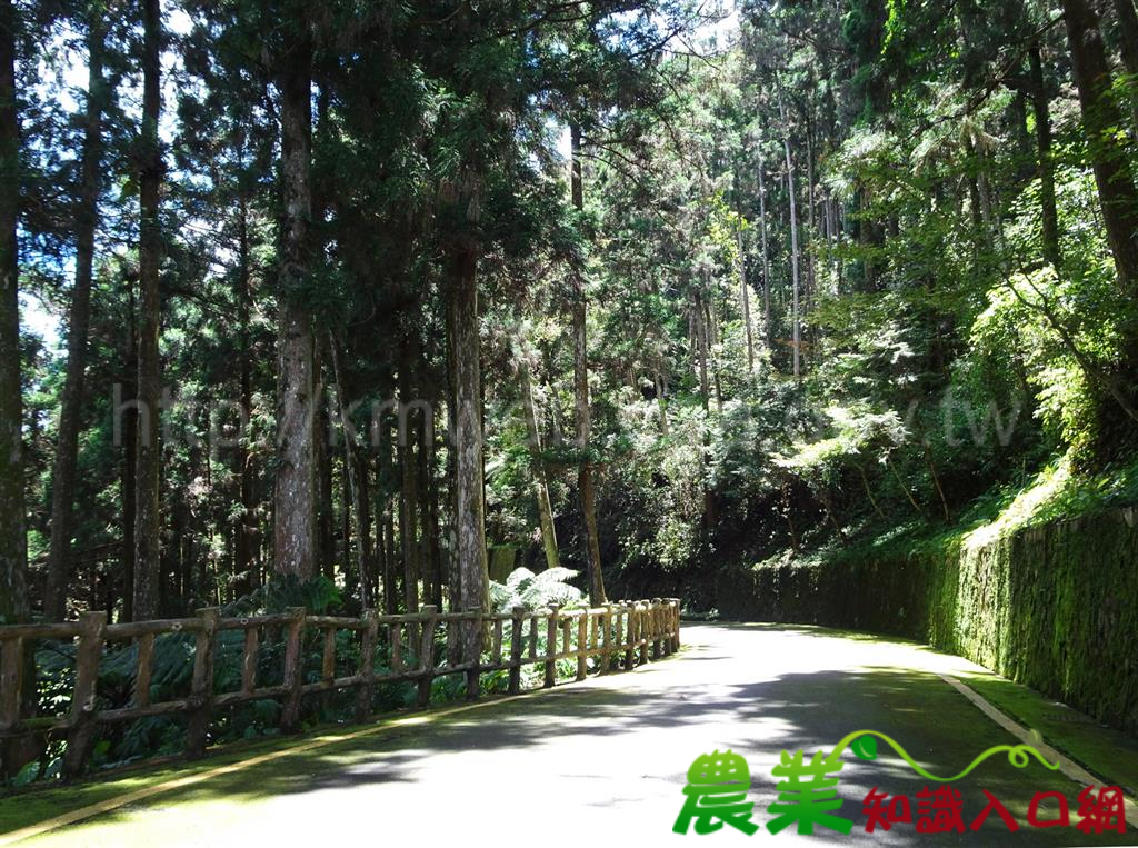 藤枝森林遊樂區開放到六月底,想入園快上網申請