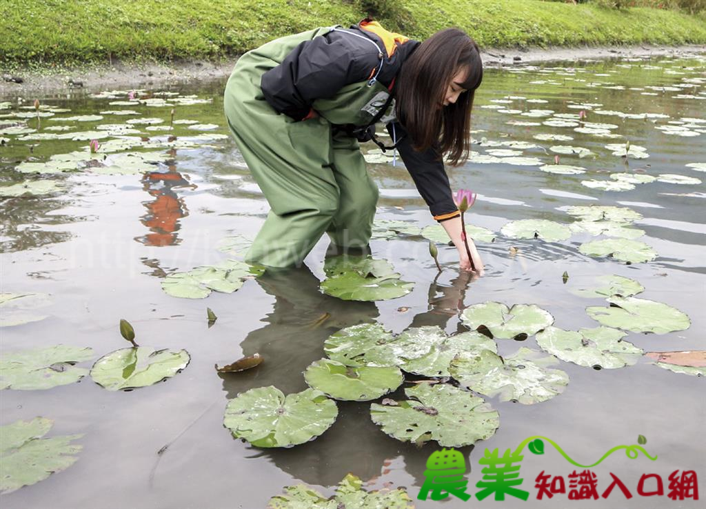 風土得天獨厚，農漁牧礦多元體驗－花蓮縣壽豐鄉˙ 壽豐休閒農業區