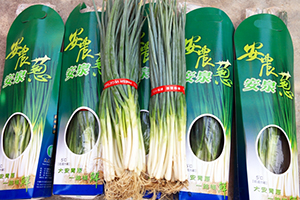 合理化施肥穩定夏季青蔥生產