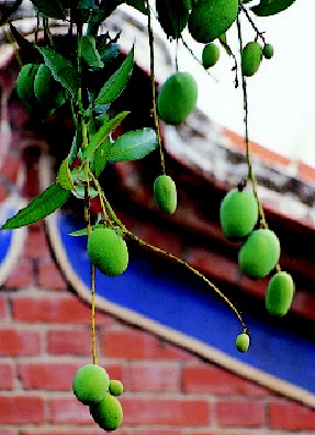 鄉間小路--玉井鄉的芒果