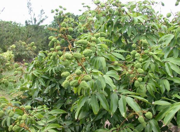 皇中極品妃子笑-來南臺灣共嘗美「荔」人生、幸福「枝」味