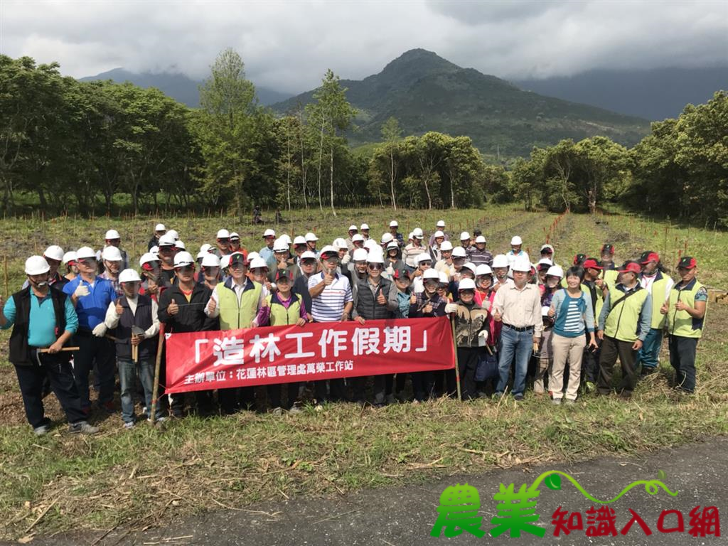 移除陰香外來種 居民協力改種本土樹種--相思樹