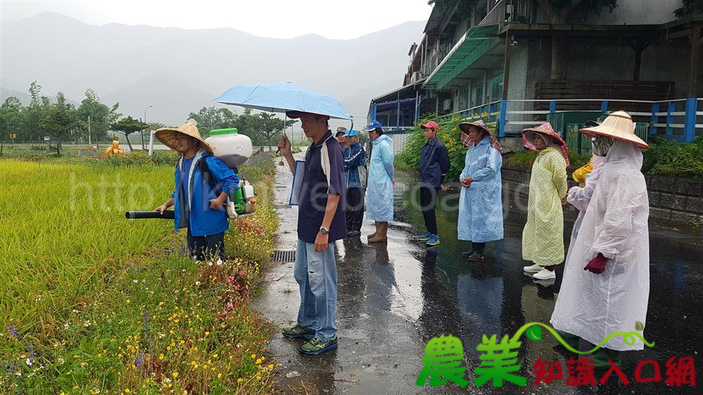 花蓮技術團結訓考試　水稻施肥技術比一比