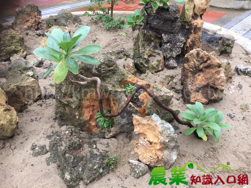 恆春熱帶植物園首創展示藝術礁岩植物