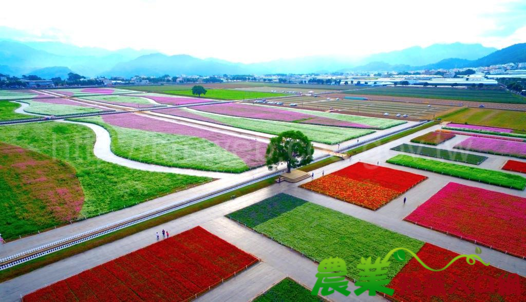 秋高氣爽遊新社 慢活花海找幸福 新社花海11月9日盛大登場