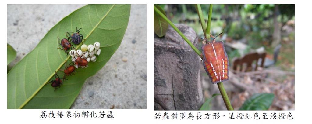 小心顏色鮮豔的臭屁蟲~荔枝椿象