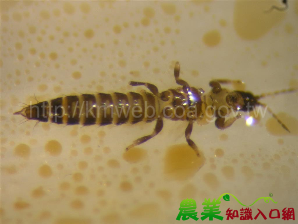 溫暖乾燥薊馬愛 提前防治無後患