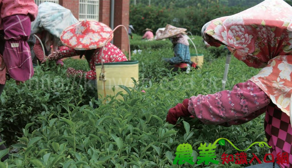 好茶得來 全費功夫 製茶關鍵時刻