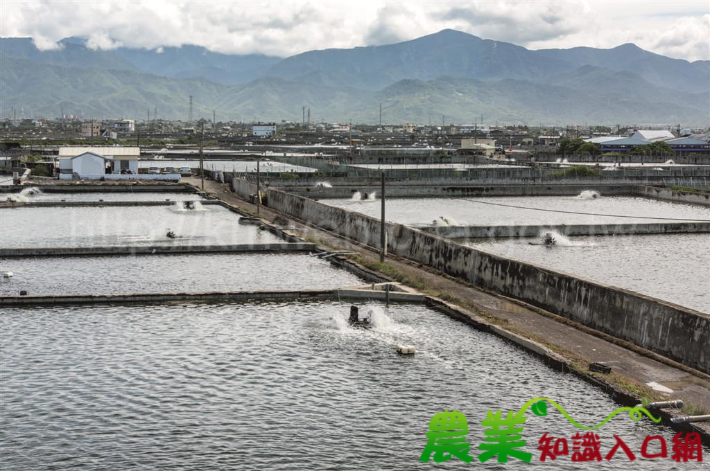 風災吹回異鄉遊子，科技成為返鄉養殖新助力