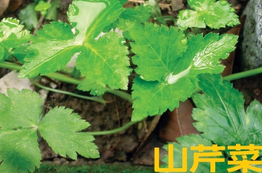 山芹菜、香林投、檸檬草