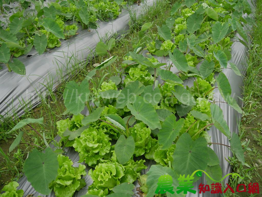 種芋兼採菜，芋菜間作讓有機農友獲利倍增