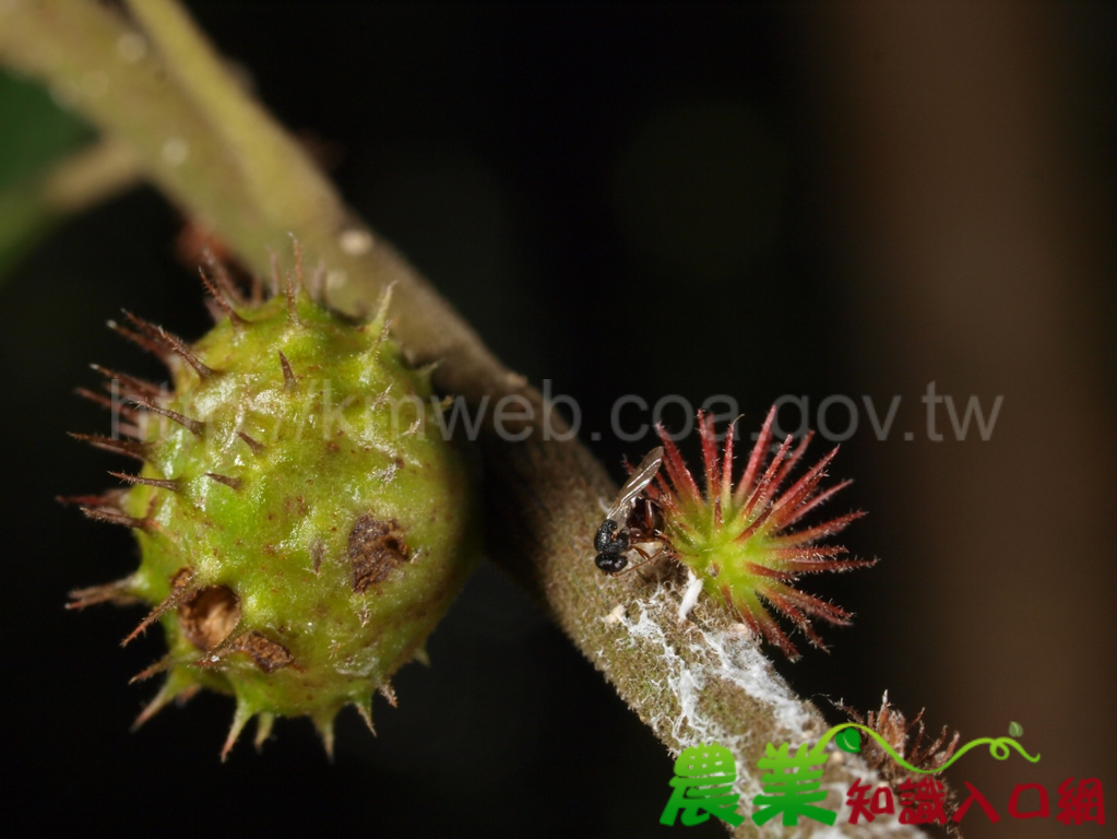 <癭臺灣-蟲癭指南>走進微觀生態系 將臺灣蟲癭多樣性推向國際