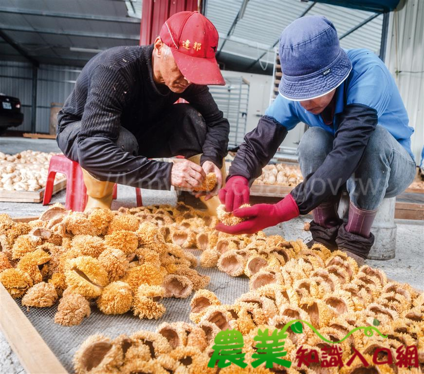 土地與人／十數年換來的一口美味