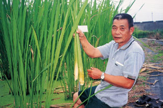 開創與傳承埔里茭白筍王國傳奇－南投縣埔里鎮蔬菜產銷班第 7 班