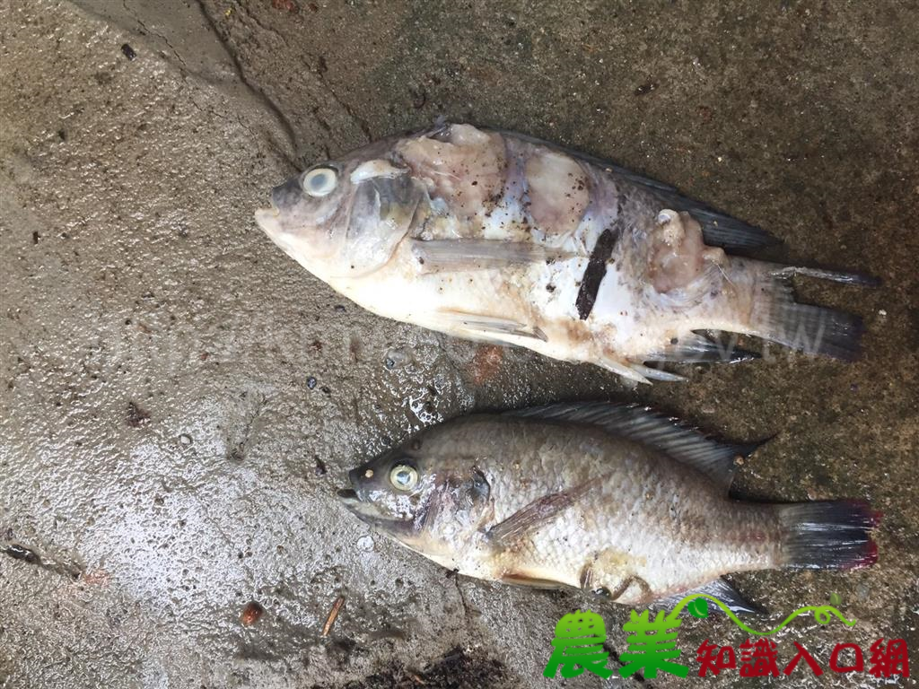 專家表示，吳郭魚湖泊病毒病不會造成食品安全問題