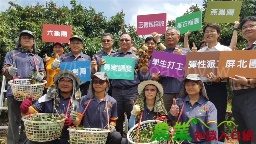 「採收荔枝免煩惱，農業師傅來幫忙」 農委會啟動區域農業人力調度機制