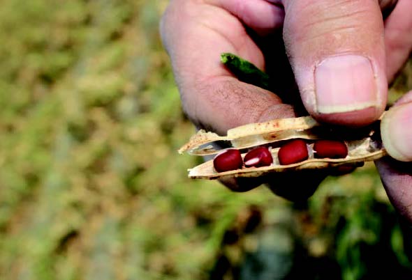 皇庶同食的紅仁