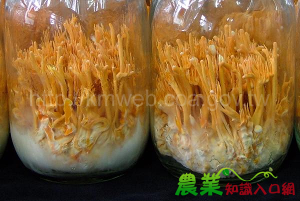 農試所團隊突破性研發成功一種「北蟲草」,引領台灣生物科技產業邁向新的里程碑