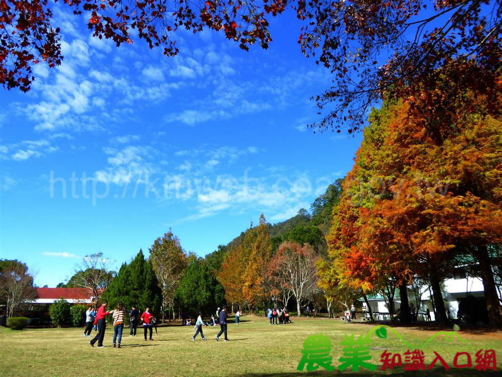 暖冬亂時序 奧萬大延後展秋顏