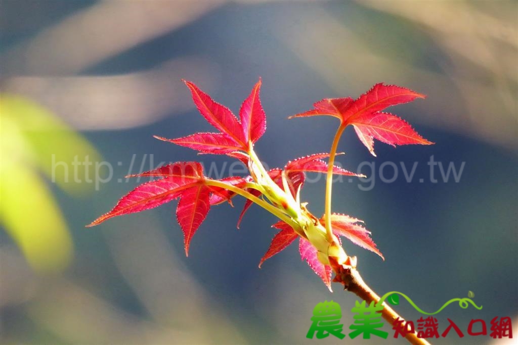 奧萬大歡慶兒童節 連續假期兒童入園免費