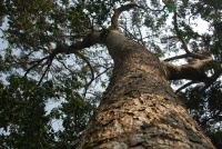 大武山自然保留區發現孓遺植物台灣油杉！