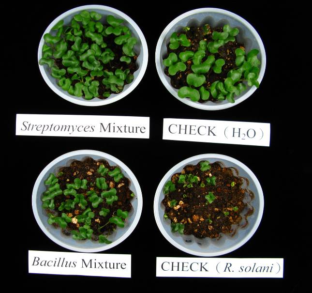 利用拮抗微生物防治蔬菜苗期病害安全有效