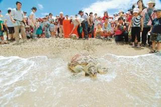 回歸大海 綠蠵龜回眸告別