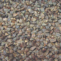 食品、保健、景觀、綠肥等多功能作物─蕎麥