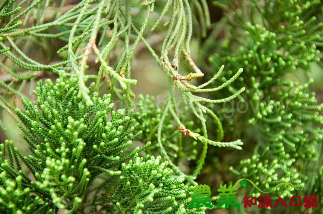 馬年到,馬上預防赤星病好時機