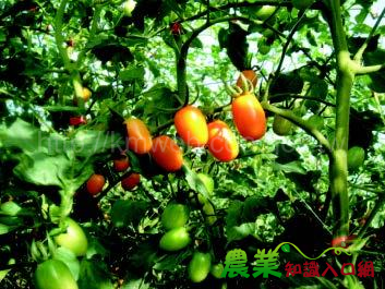 減肥有效-橙蜜香小果番茄栽培經驗