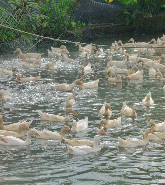 又見「養鴨人家」