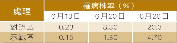 施用微生物肥料於田間防治香瓜黑點根腐病