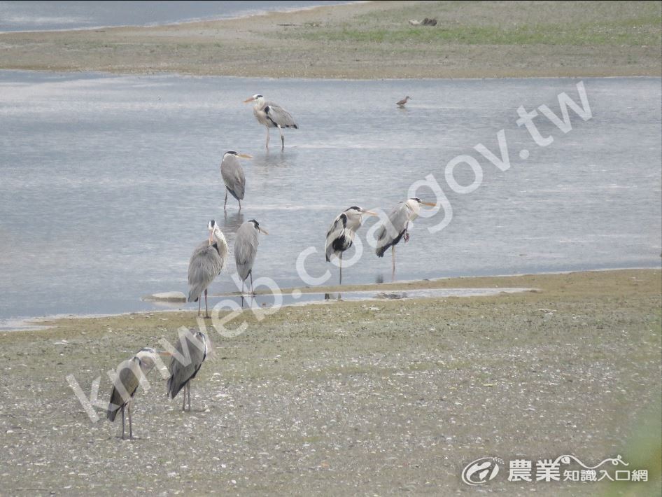 聚集在沙洲上的蒼鷺