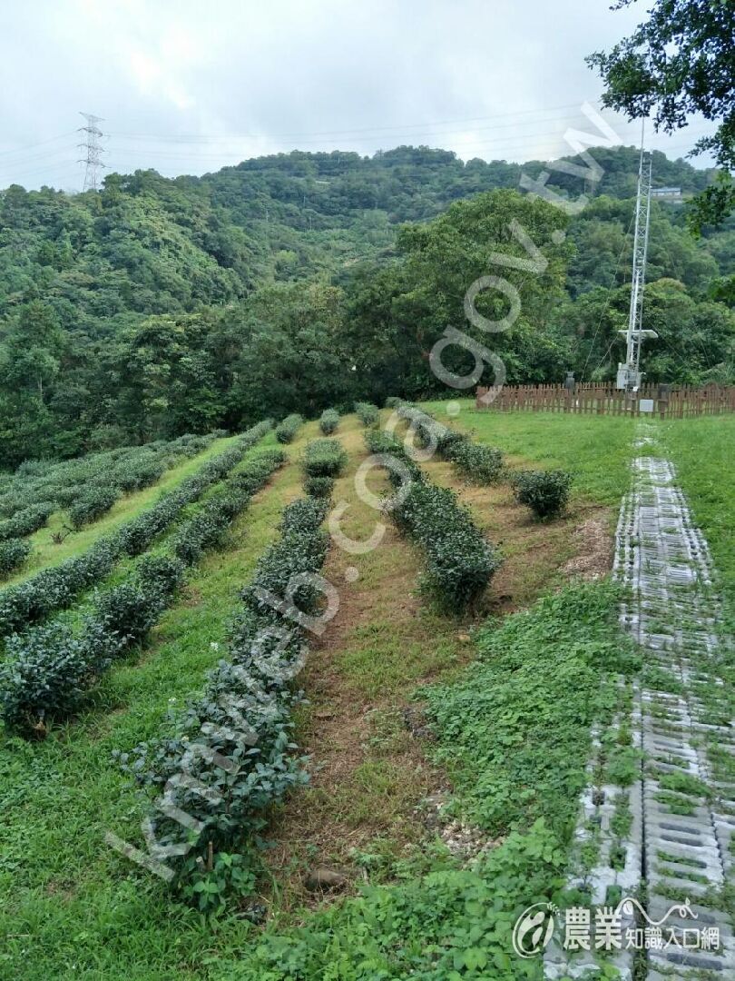 施用新型醋酸除草劑防治雜草（1周後）