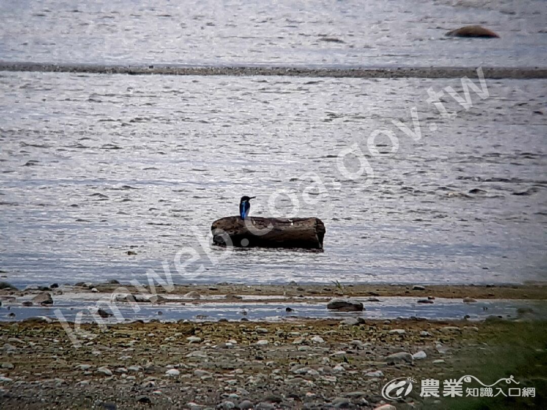 透過望遠鏡捕捉到翠鳥的身影