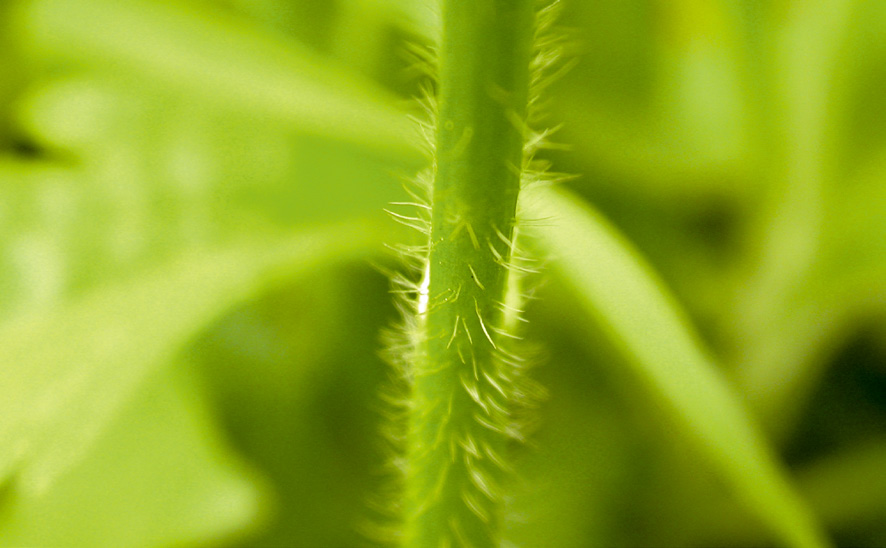 禺毛茛的莖表面密生粗狀白色茸毛，而石龍芮無，為辨識指標。