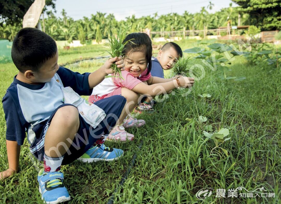 屏東縣潮南國小附設幼兒園學生視拔校田雜草為一大樂趣。