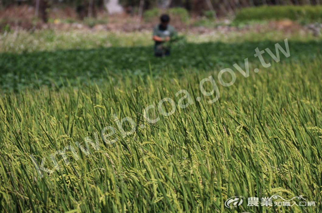 109年農業環境基本給付受理申報中 109年農業環境基本給付受理申報中