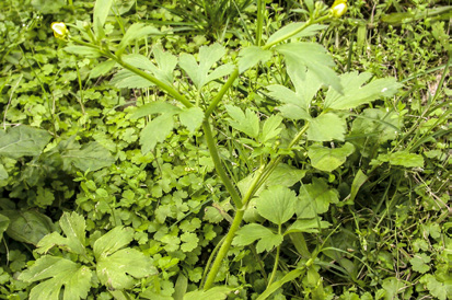 禺毛茛外形似芹菜，易被誤採煮食而引發中毒。